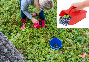 Person plukker blåbær i skogen.